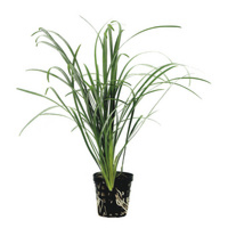 6x Ophiopogon Japonica